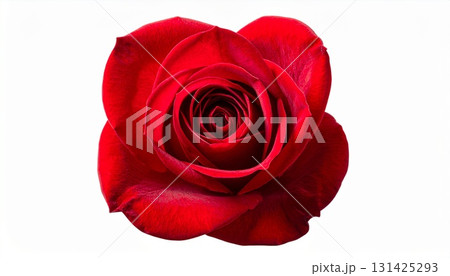 赤い薔薇 131425293