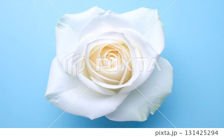 白い薔薇 131425294