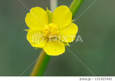 可憐な黄色が可愛いモロヘイヤ 131425402