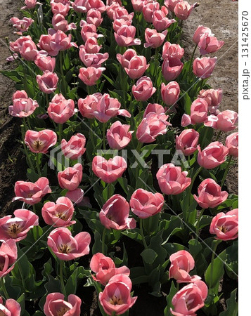 ~チューリップ~ ◦◦◦◦ Pink tulips ◦◦◦◦ ~チューリップ~ ◦◦◦◦ Pink tulips ◦◦◦◦ 131425670