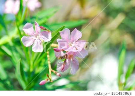 Nerium oleander, APOCYNACEAE or APOCYNOIDEAE or Nerium indicum Mill or Nerium odorum Aiton or Nerium oleander L or Oleander or Rose Bay or Sweet Oleander 131425968