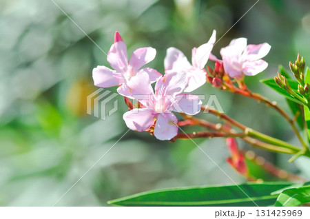 Nerium oleander, APOCYNACEAE or APOCYNOIDEAE or Nerium indicum Mill or Nerium odorum Aiton or Nerium oleander L or Oleander or Rose Bay or Sweet Oleander Nerium oleander, APOCYNACEAE or APOCYNOIDEAE or Nerium indicum Mill or Nerium odorum Aiton or Nerium oleander L or Oleander or Rose Bay or Sweet Oleander 131425969