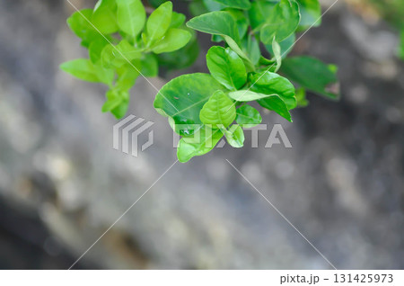 Kaffir lime plant or RUTACEAE, Citrus hystrix DC or Kaffir lime or Leech lime or Mauritius papeda Kaffir lime plant or RUTACEAE, Citrus hystrix DC or Kaffir lime or Leech lime or Mauritius papeda 131425973