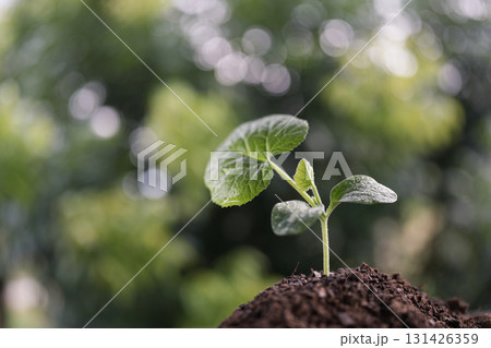 Big leaf macro texture focus of small pumpkin sprout Big leaf macro texture focus of small pumpkin sprout 131426359