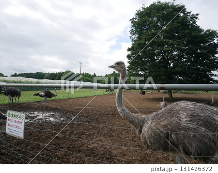 のびのびと過ごすダチョウ のびのびと過ごすダチョウ 131426372