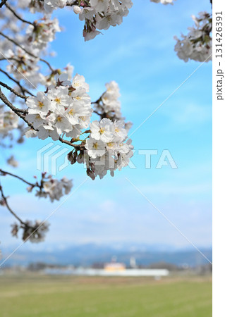 神宮寺川沿いの桜並木（新潟県） 131426391