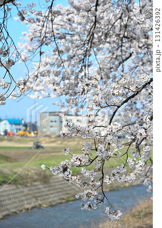 神宮寺川沿いの桜並木（新潟県） 131426392