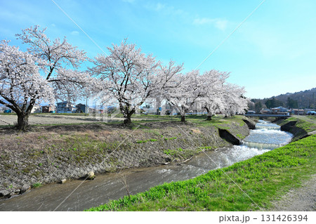 神宮寺川沿いの桜並木（新潟県） 131426394