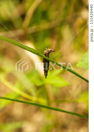蛹の準備をするミノムシの幼虫 131426440