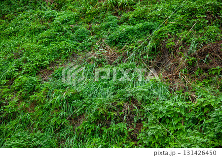 緑の苔の生えた草 緑の苔の生えた草 131426450