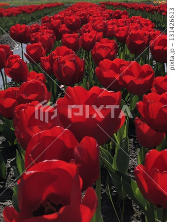 赤いチューリップ ・・・⚘・red tulips・⚘・・・ 赤いチューリップ ・・・⚘・red tulips・⚘・・・ 131426613