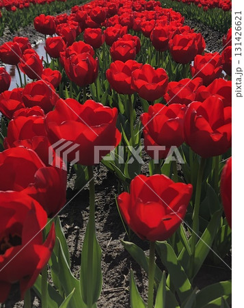 赤いチューリップ ・・・⚘・red tulips・⚘・・・ 赤いチューリップ ・・・⚘・red tulips・⚘・・・ 131426621
