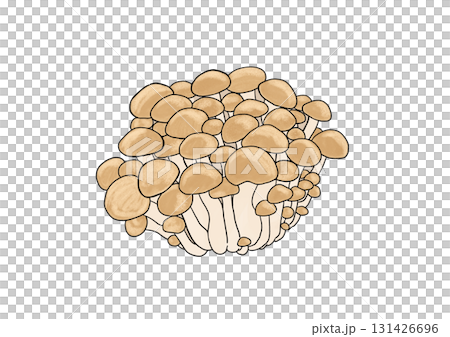 ぶなしめじ 131426696