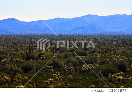 Landscape Sonoran Desert Arizona 131426744