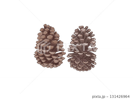 松ぼっくり 松ぼっくり 131426964