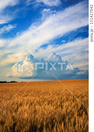 黄金の麦畑と夏空のコントラスト(美瑛就実の丘) 黄金の麦畑と夏空のコントラスト(美瑛就実の丘) 131427042