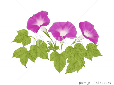 朝顔(ピンク色) 朝顔(ピンク色) 131427075