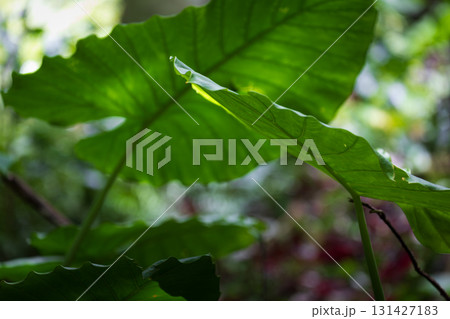 台湾 植物 工場 131427183