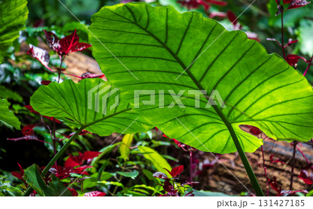 台湾 植物 工場 131427185