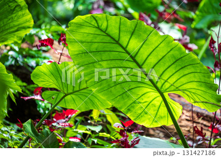 台湾 植物 工場 131427186