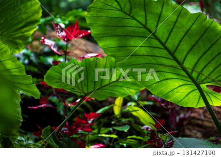 台湾 植物 工場 131427190
