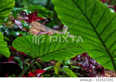 台湾 植物 工場 131427191