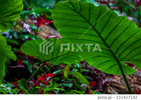 台湾 植物 工場 131427192