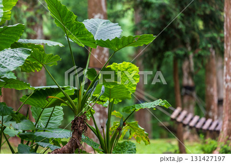 台湾 植物 工場 131427197