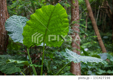 台湾 植物 工場 131427198