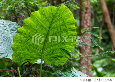 台湾 植物 工場 131427200