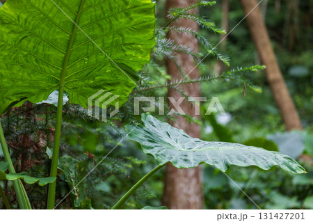 台湾 植物 工場 131427201