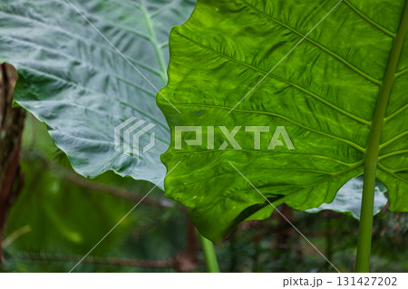 台湾 植物 工場 131427202