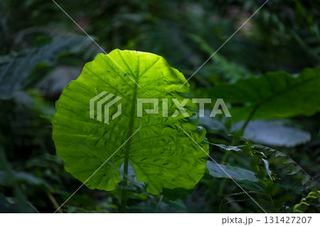 台湾 植物 工場 131427207
