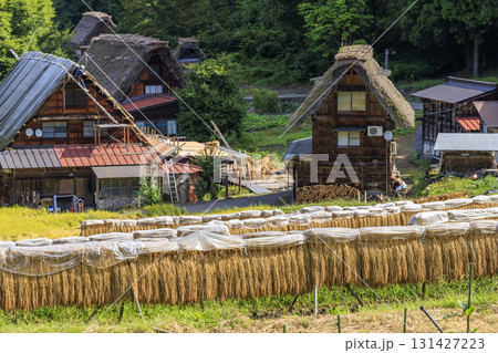 白川郷の合掌造り集落と稲刈り後のはさ掛けと茅葺き屋根の葺き替え風景 白川郷の合掌造り集落と稲刈り後のはさ掛けと茅葺き屋根の葺き替え風景 131427223