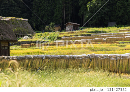 白川郷の稲刈りと天日干し・はさ掛けの風景 白川郷の稲刈りと天日干し・はさ掛けの風景 131427582