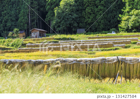 白川郷の稲刈りと天日干し・はさ掛けの風景 白川郷の稲刈りと天日干し・はさ掛けの風景 131427584