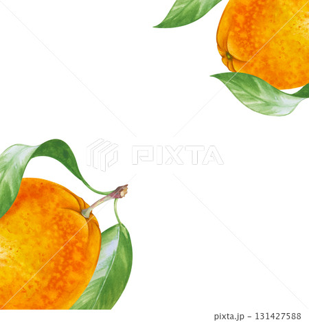 A square frame made in watercolor, with juicy fruits painted by hand. Whole juicy oranges and beautiful green leaves. A botanical template with seasonal fruits with an empty place to insert. 131427588