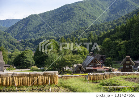 白川郷の稲刈りと天日干し風景 131427656