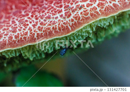 木陰に生える赤いキノコ 131427701