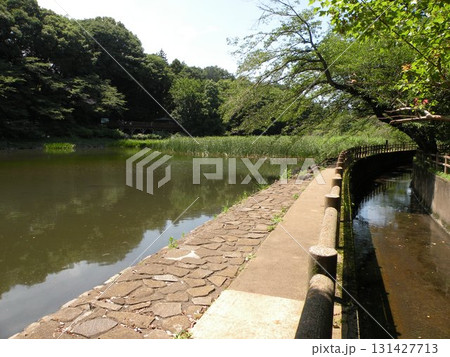 神奈川県大和市、泉の森の水辺 131427713