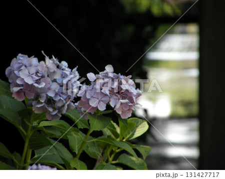 神奈川県大和市、泉の森のトンネル前を抜けた先の紫陽花 神奈川県大和市、泉の森のトンネル前を抜けた先の紫陽花 131427717