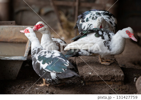 Birds on a farm. A flock of Muscovy ducks on a roost. Birds on a farm. A flock of Muscovy ducks on a roost. 131427759
