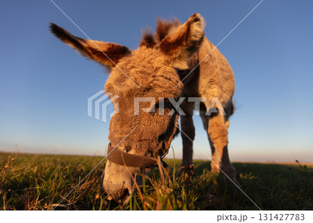 A grey donkey grazes against a green meadow and blue sky. Wide angle view. A grey donkey grazes against a green meadow and blue sky. Wide angle view. 131427783