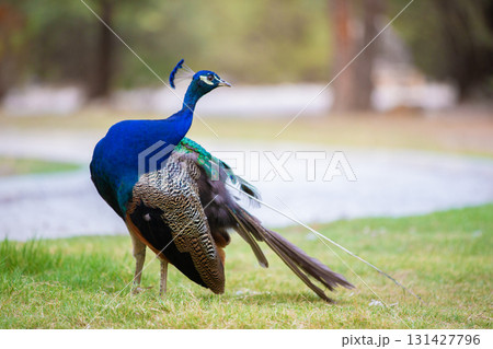 A blue and green peacock walks on the grass. 131427796