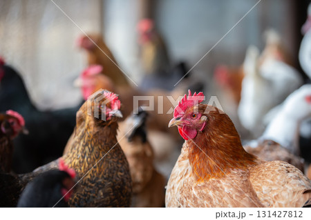 Close-up of chickens in a roost. One chicken is sharp, the others are blurred. 131427812