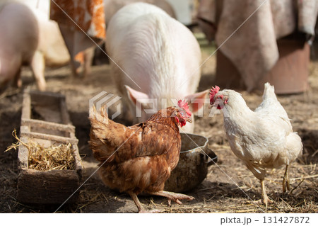 Birds on a farm. Two chickens are standing next to a trough with water. 131427872