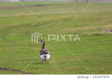 One goose is grazing on a green meadow. It can be seen from afar. One goose is grazing on a green meadow. It can be seen from afar. 131427874