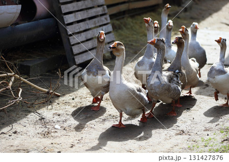 A group of domestic geese walk around a farmyard. 131427876