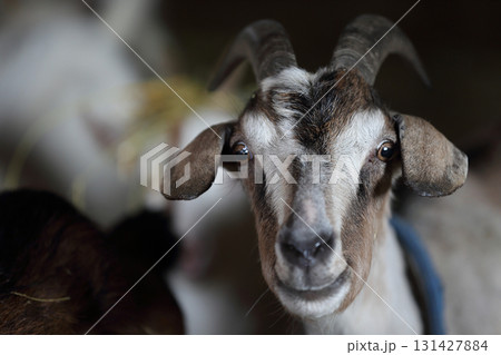 Close-up of a goat's face with horns. She is looking at the camera. 131427884