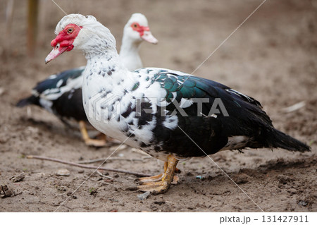 Birds on a farm. Close-up of Muscovy ducks grazing on the ground. Birds on a farm. Close-up of Muscovy ducks grazing on the ground. 131427911